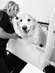 Salty Dog DIY Franchise | Franchise With Us